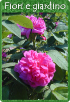 Fiori e giardino